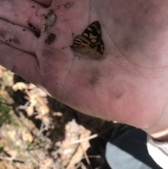 Argynnina cyrila at Cotter River, ACT - 29 Nov 2021