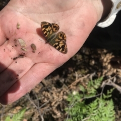 Argynnina cyrila at Cotter River, ACT - 29 Nov 2021