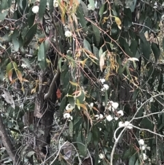 Eucalyptus (genus) (A Gum Tree) at Cotter River, ACT - 29 Nov 2021 by BrianH