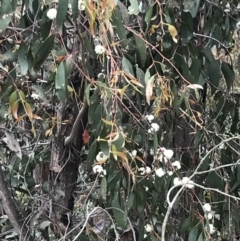 Eucalyptus sp. (A Gum Tree) at Cotter River, ACT - 29 Nov 2021 by BrianH