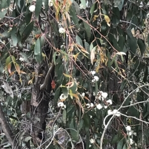 Eucalyptus sp. at Cotter River, ACT - 29 Nov 2021