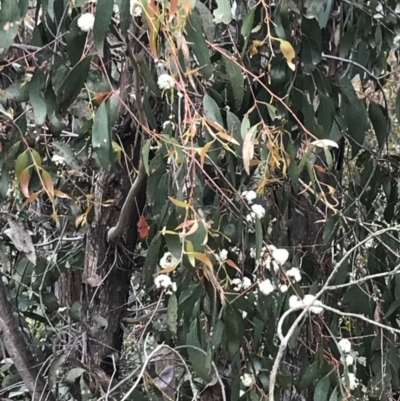 Eucalyptus sp. (A Gum Tree) at Namadgi National Park - 29 Nov 2021 by BrianH