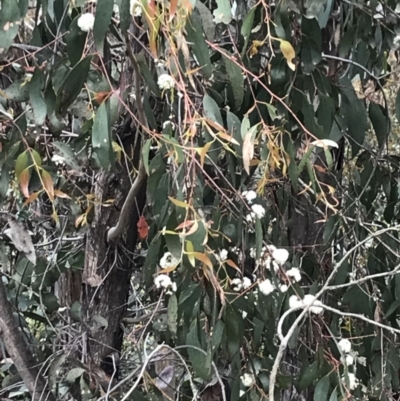 Eucalyptus sp. (A Gum Tree) at Cotter River, ACT - 29 Nov 2021 by BrianH