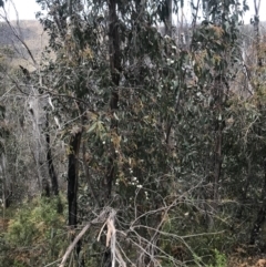 Eucalyptus sp. at Cotter River, ACT - 29 Nov 2021 01:14 PM