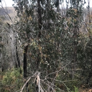 Eucalyptus sp. at Cotter River, ACT - 29 Nov 2021 01:14 PM