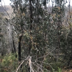 Eucalyptus sp. at Cotter River, ACT - 29 Nov 2021