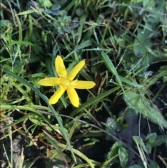 Hypoxis hygrometrica (Golden Weather-grass) at Gibraltar Pines - 29 Nov 2021 by BrianH