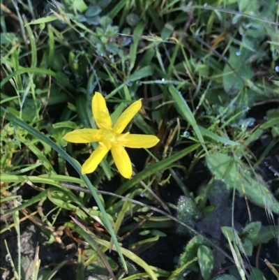 Hypoxis hygrometrica (Golden Weather-grass) at Paddys River, ACT - 30 Nov 2021 by BrianH