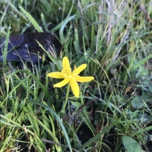 Hypoxis hygrometrica at Paddys River, ACT - 30 Nov 2021