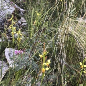 Diuris sulphurea at Tennent, ACT - 30 Nov 2021