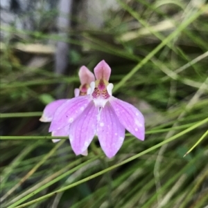 Caladenia carnea at Tennent, ACT - 30 Nov 2021