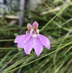 Caladenia carnea (Pink fingers) at Tennent, ACT - 29 Nov 2021 by BrianH