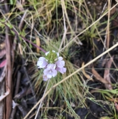 Euphrasia collina subsp. paludosa at Cotter River, ACT - 30 Nov 2021 by BrianH