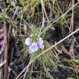 Euphrasia collina subsp. paludosa at Cotter River, ACT - 30 Nov 2021