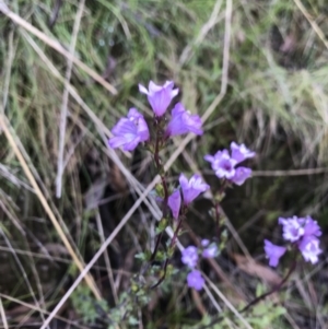 Euphrasia collina subsp. paludosa at Cotter River, ACT - 30 Nov 2021