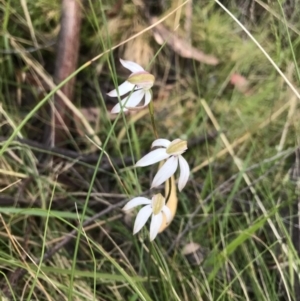 Caladenia moschata at Cotter River, ACT - 30 Nov 2021