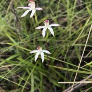 Caladenia moschata at Cotter River, ACT - suppressed