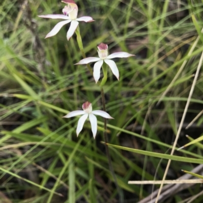 Caladenia moschata (Musky Caps) at Cotter River, ACT - 30 Nov 2021 by BrianH