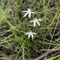 Caladenia moschata at Cotter River, ACT - suppressed