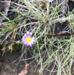 Calotis scabiosifolia var. integrifolia at Cotter River, ACT - 30 Nov 2021 08:55 AM