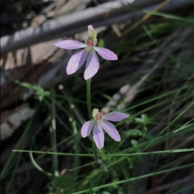 Caladenia carnea (Pink Fingers) at Cotter River, ACT - 29 Nov 2021 by BrianH