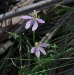 Caladenia carnea (Pink fingers) at Cotter River, ACT - 29 Nov 2021 by BrianH