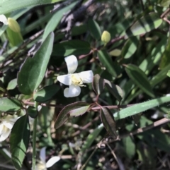 Clematis sp. (Old Man's Beard) at Tennent, ACT - 30 Nov 2021 by BrianH