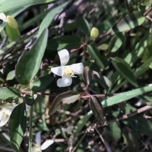 Clematis sp. at Tennent, ACT - 30 Nov 2021