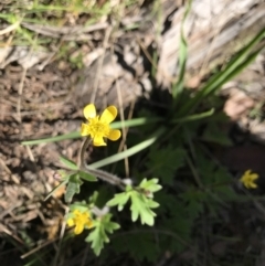 Ranunculus lappaceus (Australian Buttercup) at Tennent, ACT - 29 Nov 2021 by BrianH