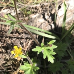 Ranunculus lappaceus at Tennent, ACT - 30 Nov 2021