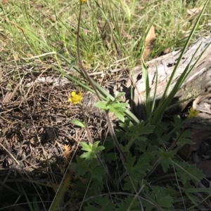 Ranunculus lappaceus at Tennent, ACT - 30 Nov 2021 09:14 AM