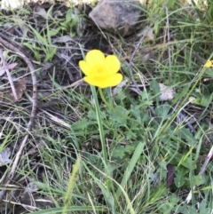 Ranunculus lappaceus (Australian Buttercup) at Tennent, ACT - 29 Nov 2021 by BrianH