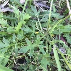 Ranunculus lappaceus at Tennent, ACT - 30 Nov 2021