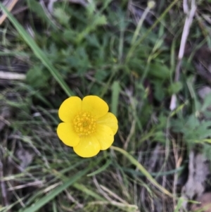 Ranunculus lappaceus at Tennent, ACT - 30 Nov 2021