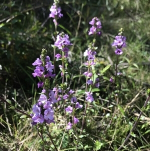 Euphrasia collina at Cotter River, ACT - 30 Nov 2021 09:24 AM