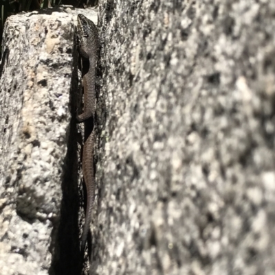 Egernia saxatilis (Black Rock Skink) at Cotter River, ACT - 30 Nov 2021 by BrianH