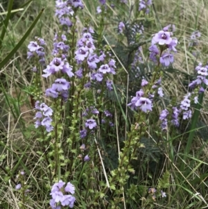 Euphrasia collina at Cotter River, ACT - 30 Nov 2021