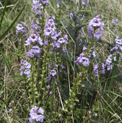 Euphrasia collina (Purple Eye-bright) at Cotter River, ACT - 30 Nov 2021 by BrianH