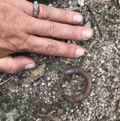 Oligochaeta (class) (Unidentified earthworm) at Cotter River, ACT - 30 Nov 2021 by BrianH