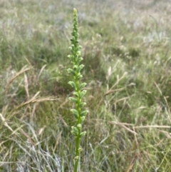 Microtis sp. (Onion Orchid) at Lower Molonglo - 30 Nov 2021 by Riko