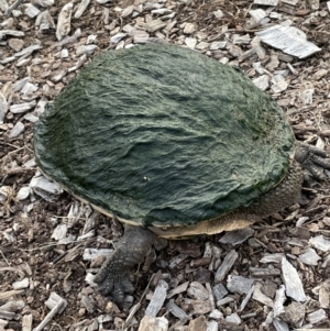 Chelodina longicollis at Dickson, ACT - 30 Nov 2021 07:56 PM