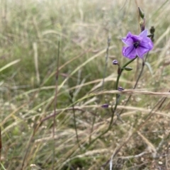 Arthropodium fimbriatum (Nodding Chocolate Lily) at Molonglo River Reserve - 30 Nov 2021 by Riko