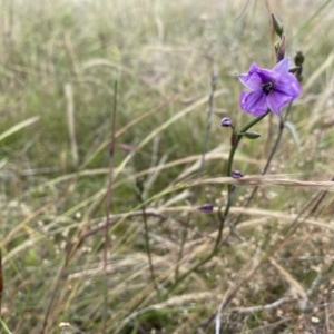 Arthropodium fimbriatum at Stromlo, ACT - 30 Nov 2021 02:35 PM