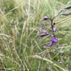 Arthropodium fimbriatum at Stromlo, ACT - 30 Nov 2021 02:35 PM