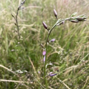 Arthropodium fimbriatum at Stromlo, ACT - 30 Nov 2021 02:35 PM