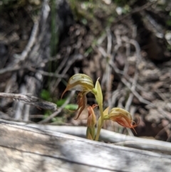 Oligochaetochilus hamatus (Southern Hooked Rustyhood) at Stromlo, ACT - 30 Nov 2021 by Riko