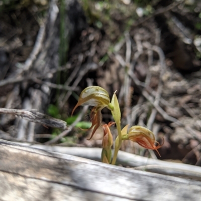 Oligochaetochilus hamatus (Southern Hooked Rustyhood) at Lower Molonglo - 30 Nov 2021 by Riko