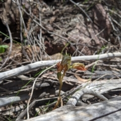 Oligochaetochilus hamatus at Stromlo, ACT - 30 Nov 2021