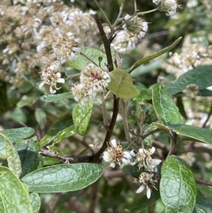 Olearia lirata at Cotter River, ACT - 29 Nov 2021