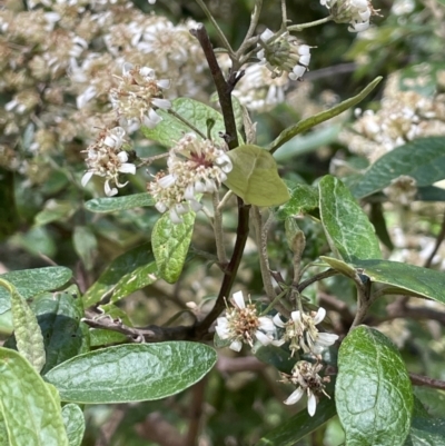 Olearia lirata (Snowy Daisybush) at Cotter River, ACT - 29 Nov 2021 by JaneR